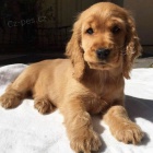 Prod�m mini �t��ata anglick�ho kokr�pan�la.