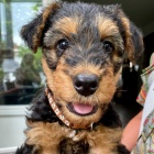 �t��ata erdelteri�ra k adopci