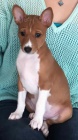 Prod�m �t��ata Basenji