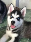 Prod�m rozko�n� �t���tka sibi�sk�ho huskyho s kr�sn�ma modr�ma o�ima.