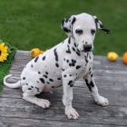 Prod�m o�kovan� �t��ata dalmatin�