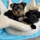 MINI �T���TKO YORKIPOO