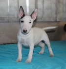 Miniaturn� bulteri�r �t��ata