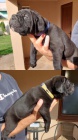 Cane Corso �t��ata