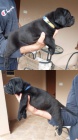 Cane Corso �t��ata