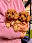 Cavapoo �t��ata