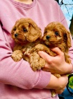 Cavapoo �t��ata
