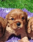 Kaval�r king charles spaniel �t���tka s PP