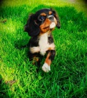 Kaval�r king charles spaniel �t���tko s PP