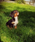 Kaval�r king charles spaniel �t���tko s PP