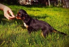 Kaval�r king charles spaniel �t���tko s PP