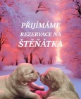 Zlat� retr�vr - Golden retriever- �t�n� s PP