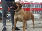 Jihoafrick� mastif Boerboel �t��ata na prodej