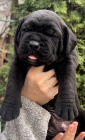 Jihoafrick� mastif Boerboel �t��ata na prodej