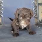 �t��ata portugalsk�ho vodn�ho psa