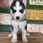 Zdrav� �t��ata sibi�sk�ho huskyho k adopci