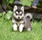 PROD�M �T��ATA ALASKAN KLEE KAI