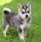 PROD�M �T��ATA ALASKAN KLEE KAI