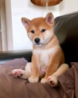 �T��ATA MINI SHIBA INU