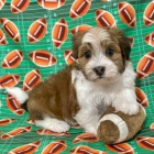 zdrav� �t��ata Havana k adopci