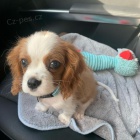 Sladk� kaval�r king charles �pan�l �t��ata