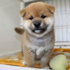 �T��ATA MINI SHIBA INU