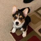 �t��ata Pembroke Welsh Corgi