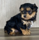 MINI �T���TKO YORKIPOO