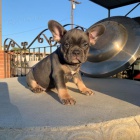 �t��ata francouzsk�ho buldo�ka.