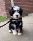 mini �t��ata Bernedoodle.