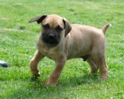 Boerboel (jihoafrick� mastif) �t��ata
