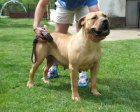 Boerboel (jihoafrick� mastif) �t��ata