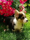 Vel�sk� Corgi Pembroke �t��ata