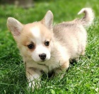 Vel�sk� Corgi Pembroke �t��ata