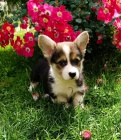 Vel�sk� Corgi Pembroke �t��ata