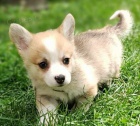 Vel�sk� Corgi Pembroke �t��ata