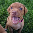 kr�tkosrst� �t��ata ma�arsk�ho vizslase k dopov�n�