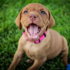 kr�tkosrst� �t��ata ma�arsk�ho vizslase k dopov�n�