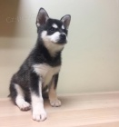 PROD�M �T��ATA ALASKAN KLEE KAI