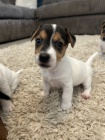 �t��ata jack russell teri�ra.
