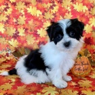 zdrav� �t��ata Havana k adopci