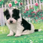 zdrav� �t��ata Havana k adopci