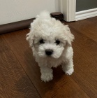 �t��ata bi�onka.