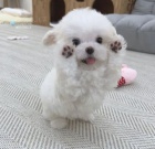 �t��ata bi�onka.