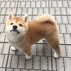 �T��ATA MINI SHIBA INU