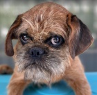 Griffon �t��ata