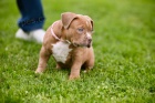 American bully Pocket �t��ata