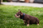 American bully Pocket �t��ata