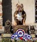 American bully Pocket �t��ata