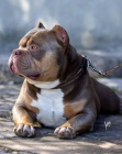 American bully Pocket �t��ata